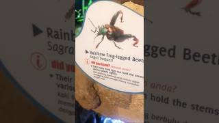 Frog legged beetle gecko geckoleopard klcc insects travel nature relaxingmusic [upl. by Cilo]