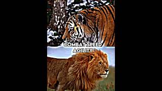 Siberian tiger vs african lion [upl. by Sarilda488]