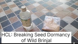 Use of Hydrochloric Acid for Breaking Seed Dormancy of Wild Brinjal Turkey berry Solanum torvum [upl. by Mischa]