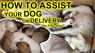 How to assist your Dog during Whelping  the delivery process [upl. by Ahsinut]