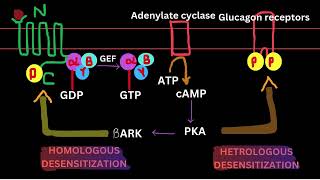 TYPES OF DESENSITIZATIONCELL SIGNALLING REGULATION [upl. by Nyrehtac]