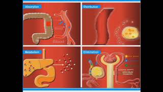 Major Pharmacokinetic Processes animation [upl. by Einnol]