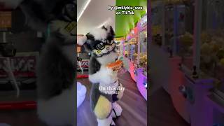 Best type of gambling addiction  by Millybluuwu furry furries fursuit viral tiktok shorts [upl. by Blus480]