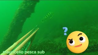 PESCA SUB MERGULHO CAPTURA [upl. by Ennaisoj342]