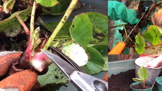 Dividing and Planting on Perennials Bergenia originalgardening gardeningin danori [upl. by Supen]