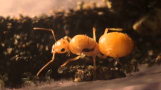 Myrmecocystus navajo with larvae and eggs [upl. by Yxel203]