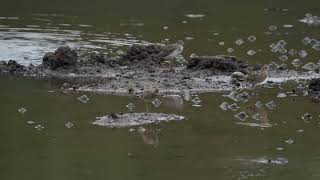 Bathing Pacific Golden Plover [upl. by Arriaet]