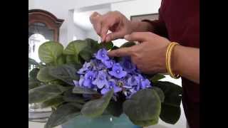 HOW TO POLLINATE AFRICAN VIOLETS [upl. by Eugenio]