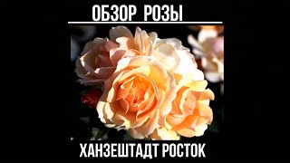 Обзор розы Ханзештадт Росток Флорибунда  Hansestadt RostockJürgen Evers Германия 2010 [upl. by Sitelc]