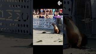 Freeing Seals Go Wrong Funny Compilation 😂🌊 animals funny [upl. by Ylrebme]