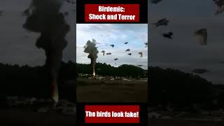 Birdemic Shock and Terror  The Worst CGI Birds Ever birdemic birdemicreview shorts [upl. by Coletta]