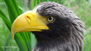 Stellers Sea Eagle in Diergaarde Blijdorp [upl. by Katina]