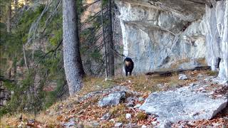 BOLU YABAN HAYATI FOTOKAPAN GEYİK AYI 🐻 🦌🦌🦊🦊🐺 [upl. by Leitman]