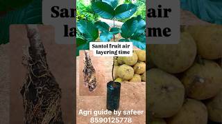 Santol fruit air layering shortsvideo sohrtsviral [upl. by Gnilrits]