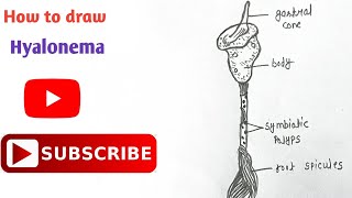 How to draw Hyalonema Diagram  Phylum Porifera  step by step  Easy diagram  hyalonema [upl. by Sellma]