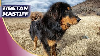 🔥The EXPENSIVE Top Dog Tibetan Mastiff Revelation🐶💸 [upl. by Topliffe]