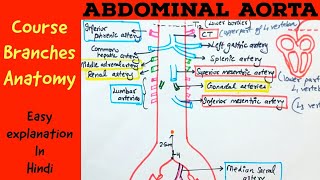 ABDOMINAL AORTA  Gross anatomy Branches Course  Hindi [upl. by Ajim]