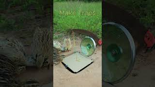 Wow great bird trap design ideas shorts  Make Traps [upl. by Nirrep]