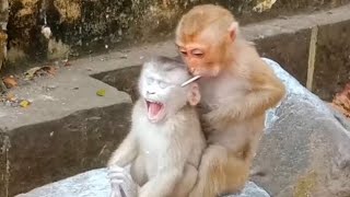 Poor baby monkey Leo Sadness and hungry mom Libby Ignore baby monkey Sena trying comfort [upl. by Annawik]