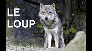 Le loup documentaire [upl. by Aldrich]