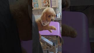 Bichon Poodle mix goes to the groomers dog [upl. by Siuoleoj103]