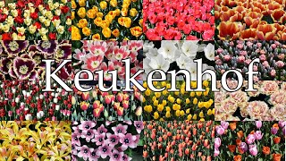 Keukenhof 2022 [upl. by Ck724]