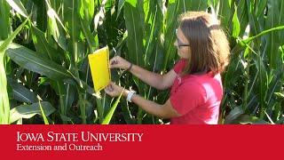 Adult Corn Rootworm Trapping Setup [upl. by Nossah299]