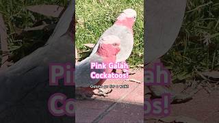 Pink Galah Cockatoo funny Walk n Sounds birds parrot tricks funny cute [upl. by Ellehcit]