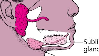 ANATOMY OF SALIVARY GLANDS [upl. by Grevera]