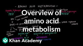 Overview of Amino Acid Metabolism [upl. by Karon]