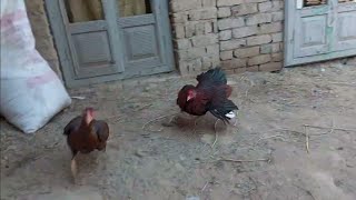 Chicken mating sound  Rooster hen mating  Chatter birds [upl. by Sutherland]