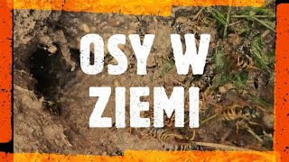 osy w ziemi  likwidacja gniazda os  jak zlikwidować gniazdo os  usuwanie gniazda os  co na osy [upl. by Daitzman429]