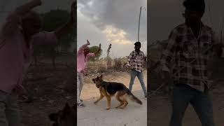 German dog training German Dog fight shorts ytshorts ytshorts [upl. by Osbourne]