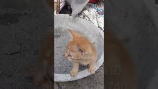 Bechari billi ki kahani shortsfeed trending catslover petslover [upl. by Tterab]