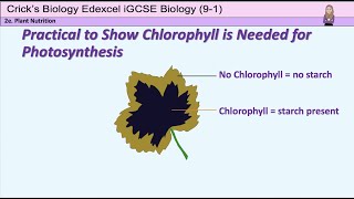 Testing a leaf for starch  required practical cricksbiology GCSE [upl. by Claude254]