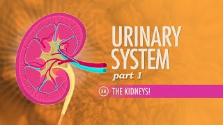 Urinary System Part 1 Crash Course Anatomy amp Physiology 38 [upl. by Dierolf]