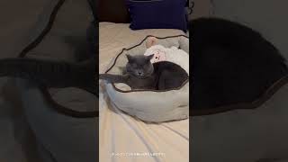 まったりしている兄猫with湯たんぽの羊さん catcatlover cats kitten cute 猫猫動画 猫のいる暮らし 猫好きさんと繋がりたい 猫のいる生活ねこ [upl. by Tilden]