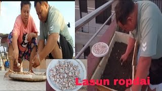 Aspaali ko lasun budalay ropnu vayo ll plz support and subscrib channel [upl. by Arima347]