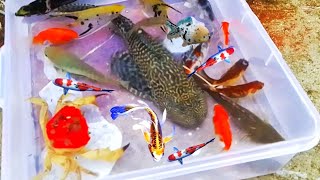 unboxing ikan mas koki ikan mas koi ikan sapu sapu ikan chana kepiting [upl. by Junno]