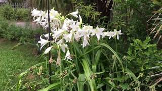 Crinum Lily in Small Yard [upl. by Neenaj]