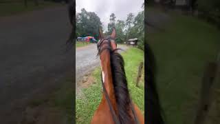 Video of Canebrake Horse Camp NC from Jackie S [upl. by Haym]