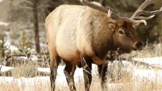 Life of Elk The yearround life cycle of elk [upl. by Ynamrej562]