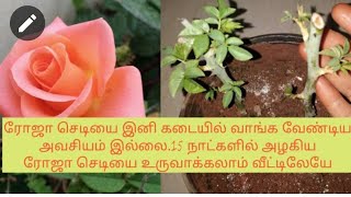 How to grow rose plant from cuttings easily in tamilEasy way to grow rose plant from cuttings [upl. by Farleigh]