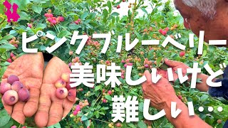 【今年は異常？】２種類のピンクブルーベリーの現状と食べ頃の見極め [upl. by Eislel]