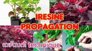 Iresine propagationHow to propagate chicken gizzard plantblood leaf plant [upl. by Broderic73]