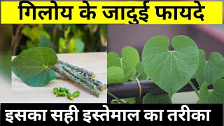 Tinospora Cordifolia  Giloy Ke चमत्कारी Fayde  Benifits of Guduchi  फायदे of Ayurveda [upl. by Sundberg508]