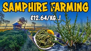 Saltwater Samphire farming  How to grow Sea asparagus Salicornia Plant [upl. by Kcor]