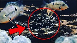 Firemouth Cichlid Breeding [upl. by Henrie]