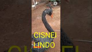 Aves Aquáticas Cisnei e Gansos lindosvideoshorts shortsfeed avesrecriar shortsviral [upl. by Alva]