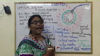 Fertilization Part6 Cortical Reaction amp Zona Reaction [upl. by Reyotal]